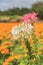 Cleome spider flower