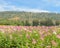 Cleome or spider flower field