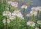 Cleome spider flowers