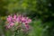 Cleome spinosa Jacq