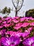 Cleretum bellidiforme livingstone daiy flower, pink flower