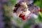 Clerodendrum Ajugoideae Lamiaceae Clerodendrum thomsoniae. Clerodendrum. Flowers on a blurry background. Macro photography.