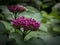 Clerodendrum bungei bud with purple cap in the garden.