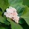 Clerodendrum fragrans, Chinese Glory Bower, Honolulu rose, perennial shrub with broad green leaves and double white flowers in cl