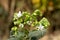 Clerodendrum infortunatum also known as bhat or hill glory bower