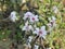 Clerodendrum infortunatum flower, bhat flower, hill glory bower flower.