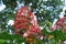 Clerodendrum paniculatum,Kerala name -Hanuman kireedam flower