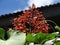 Clerodendrum paniculatum or Pagoda flower