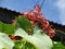 Clerodendrum paniculatum or Pagoda flower