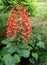 Clerodendrum paniculatum, Pagoda flower