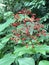 Clerodendrum paniculatum or Pagoda flower.