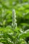 Clerodendrum serratum plants