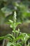 Clerodendrum serratum plants