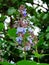 Clerodendrum Serratum, a species of flower found in Kaas Plateau