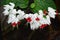 Clerodendrum thomsonae