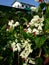 Clerodendrum thomsoniae