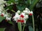 Clerodendrum thomsoniae - bleeding heart