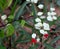 Clerodendrum thomsoniae, Bleeding heart vine