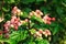 Clerodendrum thomsoniae flower