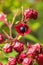 Clerodendrum thomsoniae flower