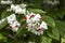 Clerodendrum thomsoniae flowers