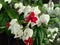 Clerodendrum thomsoniae or white bleeding heart vine,is a species of flowering plant of the genus Clerodendrum