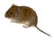 Clethrionomys glareolus, Bank Vole