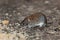 Clethrionomys glareolus, Bank Vole