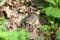 Clethrionomys glareolus, Bank Vole.