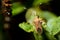 Cletus trigonus Hemiptera on a green leaf