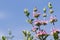 Cleveland sage Salvia clevelandii flowers on a blue sky background, California