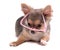 Clever Chihuahua Puppy with Pink Glasses