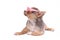 Clever Chihuahua Puppy with Pink Glasses