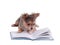 Clever chihuahua reading a book
