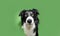 Clever concentrate and serious border collie dog looking at camera. Isolated on green colored background
