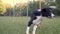 A clever dog border collie runs between colorfull posts on the green lawn, the dog`s slalom. Dog handler, training. Slow