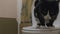 Clever domestic cat uses a toilet bowl