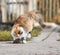 Clever fluffy homemade red cat plays with a caught mouse grey Bo