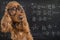 Clever funny dog wearing eyeglasses. Math equations on blackboard in background