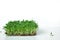 Clever healthy food greens. Microgreen cress salad Lepidium sativum. Annual plant, widely used in medicine and cooking.