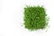 Clever healthy food greens. Microgreen cress salad Lepidium sativum. Annual plant, widely used in medicine and cooking.