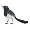 Clever magpie icon, flat style