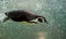 A clever penguin swims in turquoise water with a lot of bubbles, an