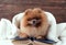 Clever pomeranian dog with a book. A dog sheltered in a blanket with a book.