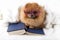 Clever pomeranian dog with a book. A dog sheltered in a blanket with a book.