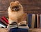 Clever pomeranian dog with a book. A dog sheltered in a blanket with a book. Serious dog with glasses. Dog in a library