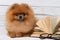 Clever pomeranian dog with a book. A dog sheltered in a blanket with a book. Serious dog with glasses. Dog in a library