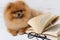 Clever pomeranian dog with a book. A dog sheltered in a blanket with a book. Serious dog with glasses. Dog in a library