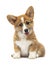 Clever puppy in glasses, welsh corgi breed