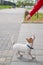 Clever puppy Jack Russell Terrier plays with the owner on the street. A thoroughbred shorthair dog jumping at the hand